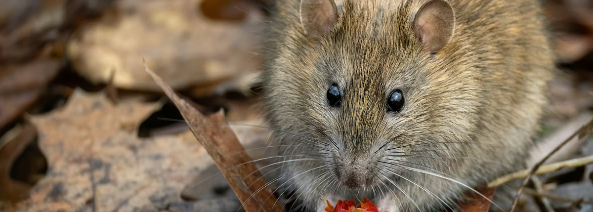 I study rat nests: Here’s why rodents make great archivists