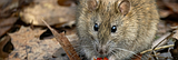 I study rat nests: Here’s why rodents make great archivists