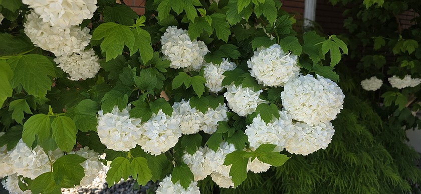 Flowers bloom outside Ephrata City Hall.