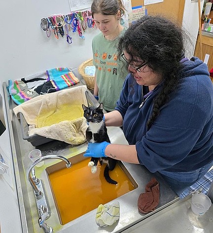Employees at Grant County Animal Outreach treat a cat for medical problems. The cat room, which was closed due to a ringworm outbreak, is back open and the kitties available for adoption are healthy again.