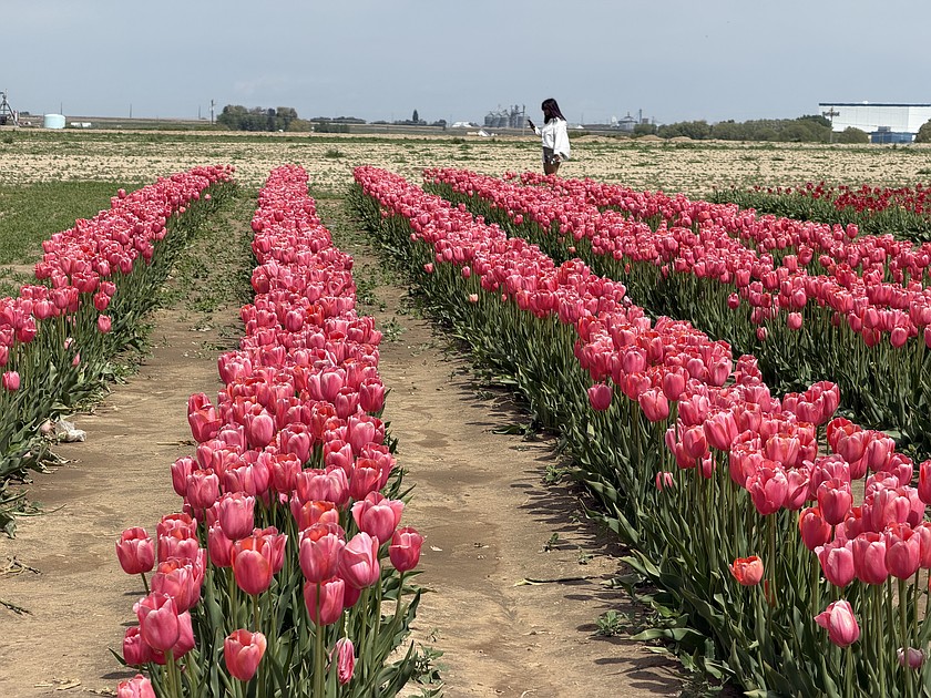 Tulips bloom in profusion Saturday, the last day of the spring season at Palmer’s Adventure Farm near Moses Lake.