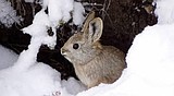 Pygmy rabbit