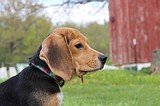 1,500 beagles will get new lives, warm laps after release from research facility
