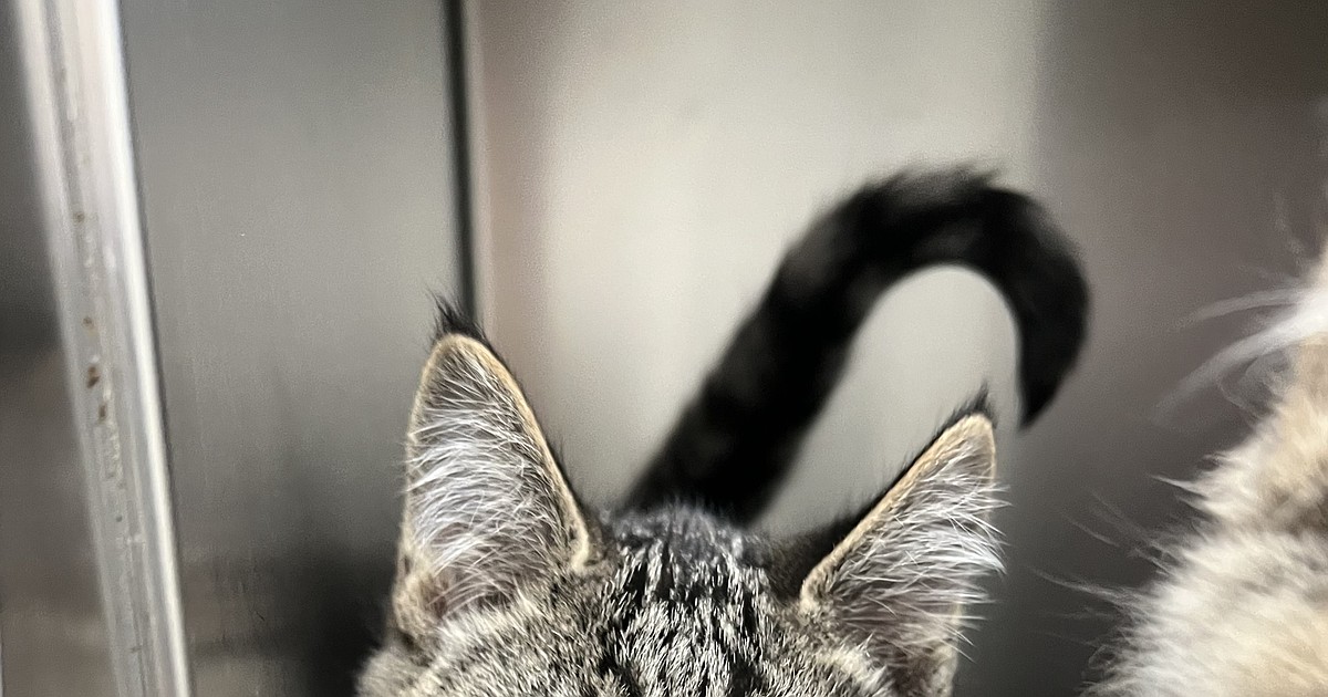 Silver Valley Cat Wranglers Auction set for May 13