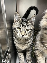 Silver Valley Cat Wranglers Auction set for May 13