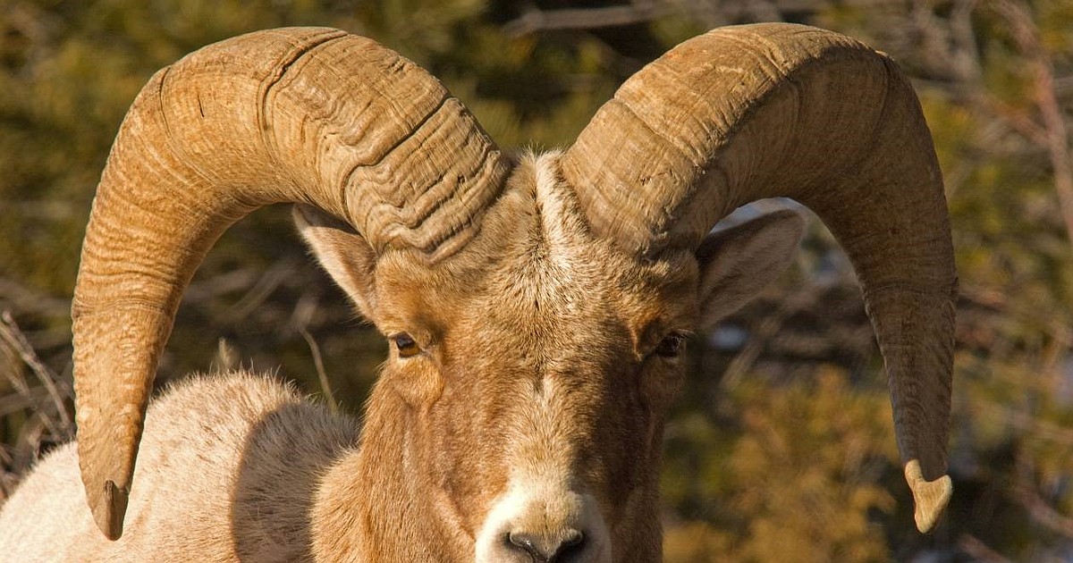 Big changes in Idaho bighorn sheep noted