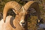 Big changes in Idaho bighorn sheep