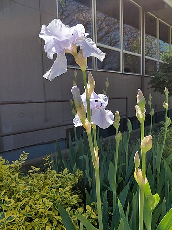An iris catches the sunlight in a Moses Lake park.