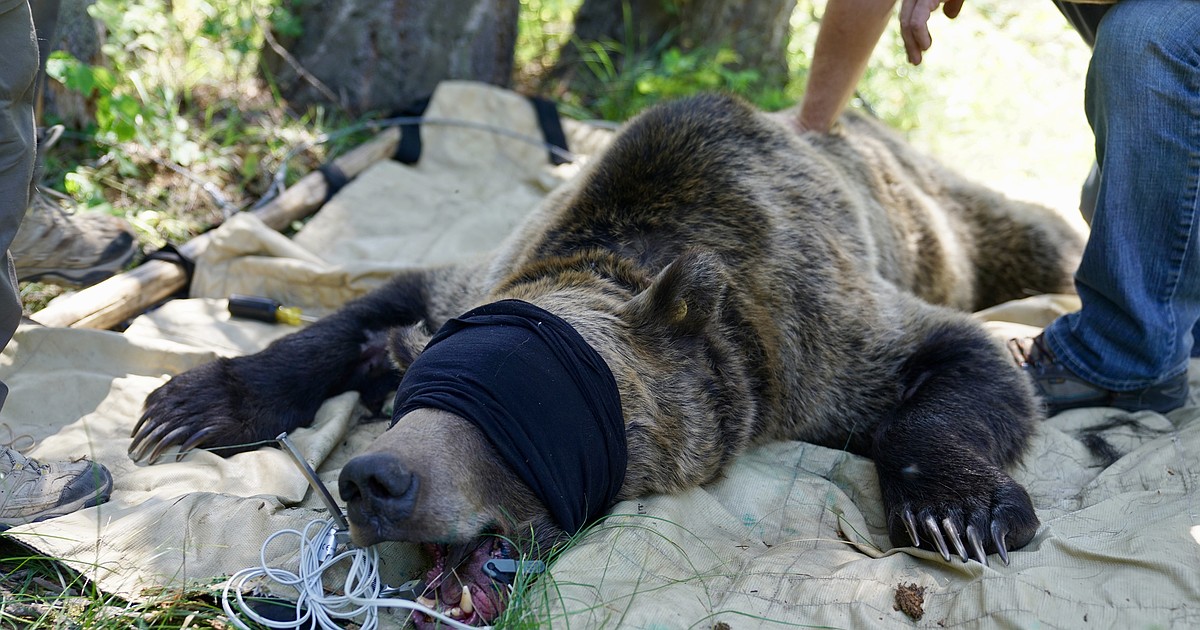 IDFG begins annual grizzly bear research trapping