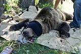 IDFG begins annual grizzly bear research trapping