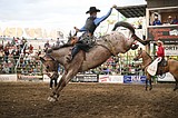 A 365-day job: Ray Hanson’s commitment to the Newport Rodeo