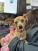 Fur-real the cutest Chi-wow-wow