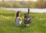 PET TALK Digging deeper: How to protect pets from the New World screwworm