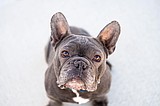 Doggone handsome and adoptable
