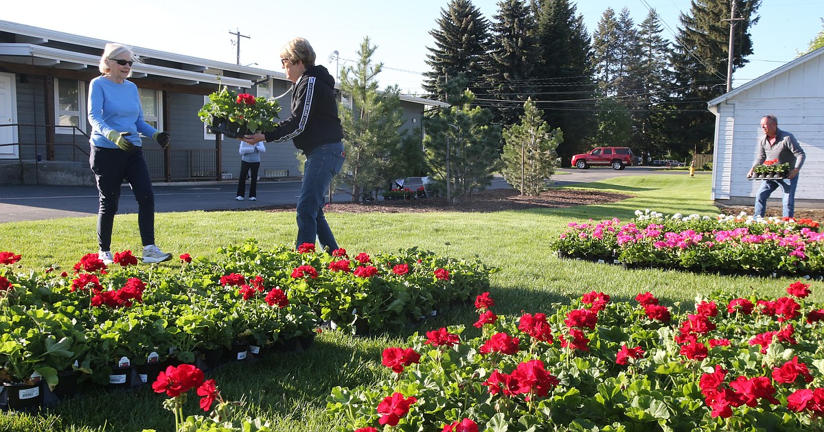 P.E.O. Chapter CL geranium sale supports women's education