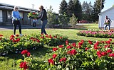 P.E.O. Chapter CL geranium sale supports women's education