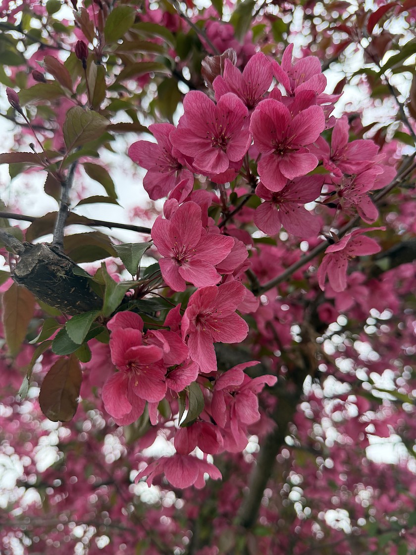 Flowers bloom on a tree at Neppel Landing in Moses Lake.