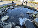 Geraniums planted around new water feature at The Resort
