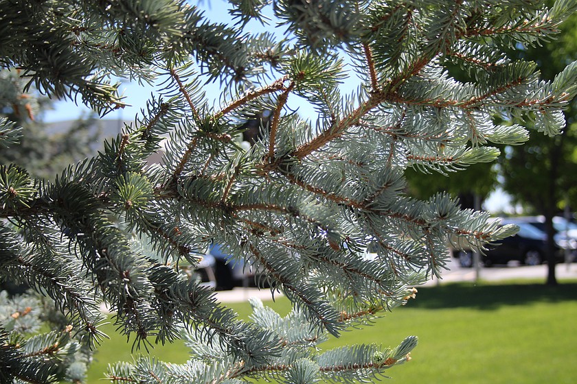 An evergreen branch catches the sunlight on the Big Bend Community College campus.