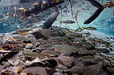 Proposed fishing regs tighten bull trout take on reservoir