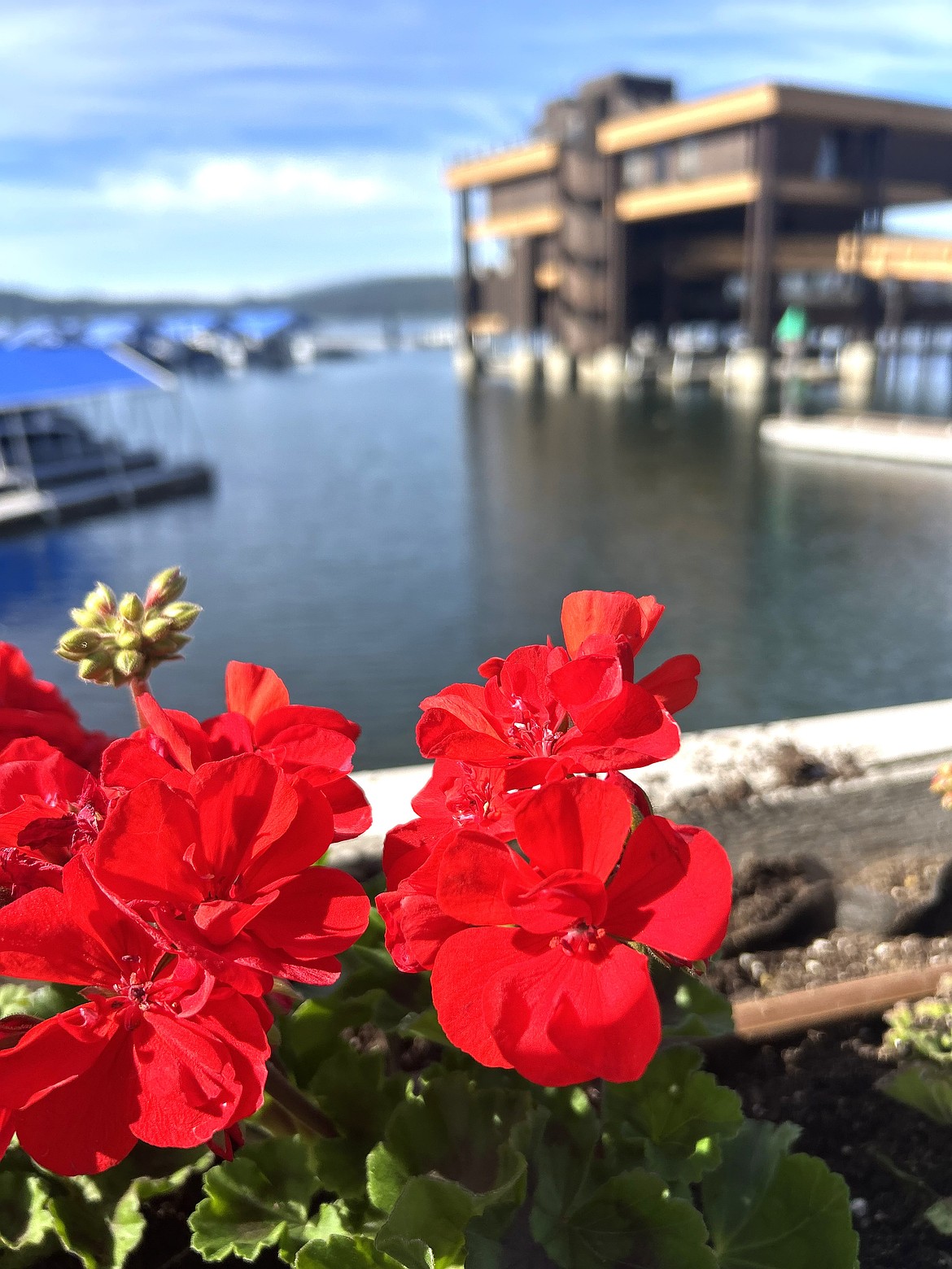 A geranium stands strong after being planted near The Resort on Tuesday.