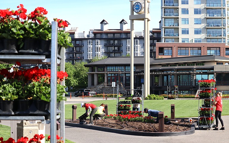 Thousands of geraniums planted outside Resort, other Hagadone properties
