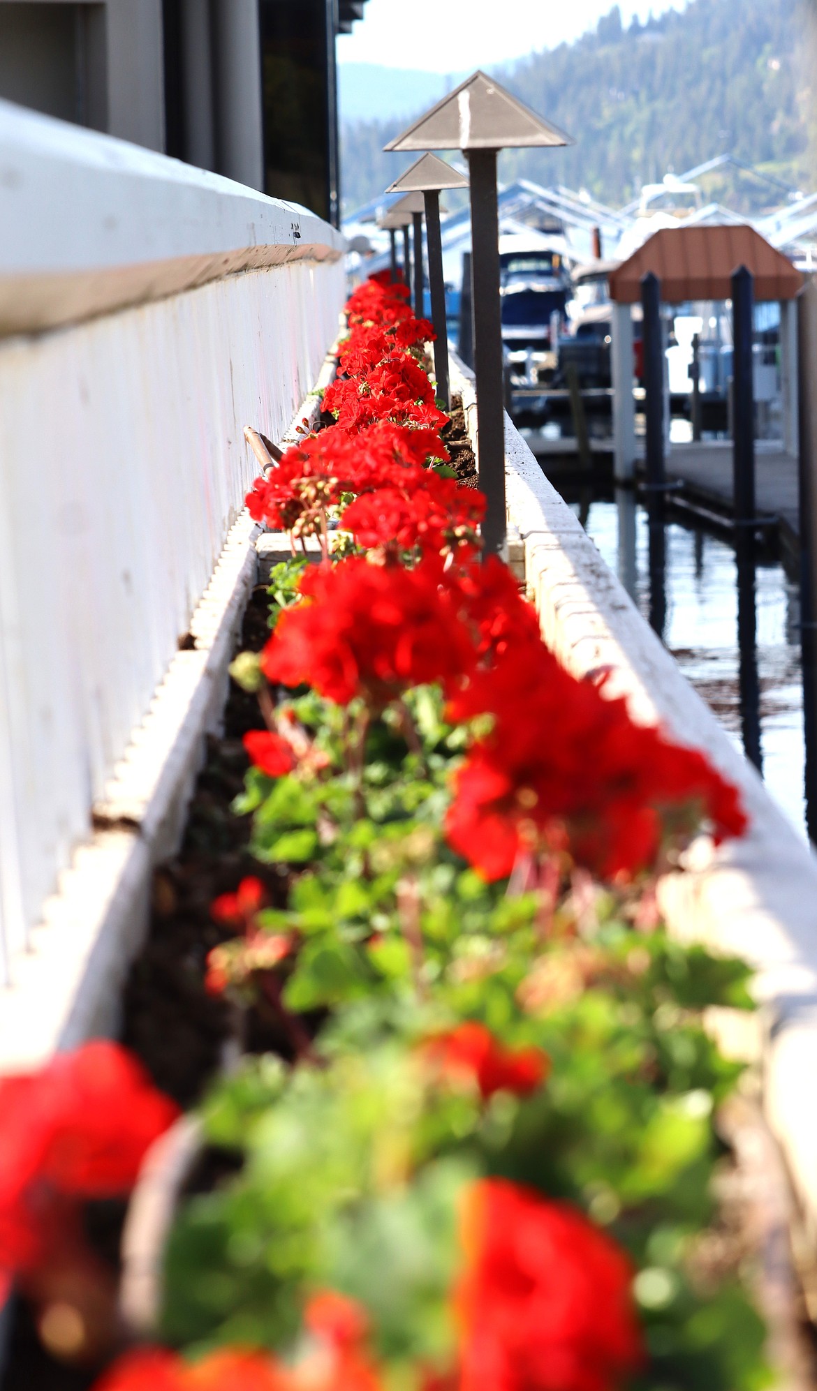 Geraniums line the seawall by The Coeur d'Alene Resort.