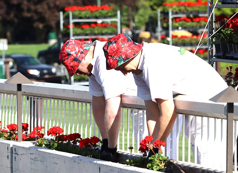 Thousands of geraniums planted outside Resort, other Hagadone properties
