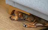 Understanding fear and anxiety in everyday situations