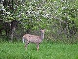 Whitefish examines plan to manage city’s deer population