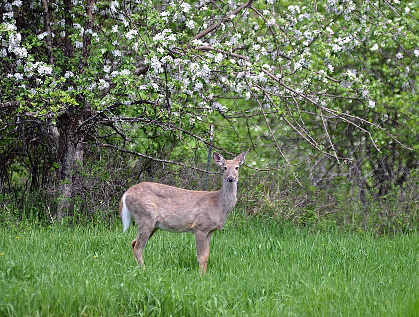 A deer stands on the edge of the James Bakke Nature Reserve.(Heidi Desch/Whitefish Pilot FILE)