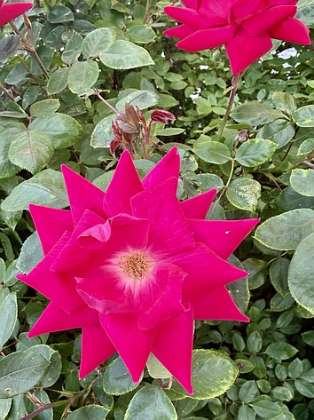 An early-season flower blooms in spiky splendor outside Vanguard Academy.