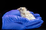 A de-extinction company has hatched live chicks from an artificial eggshell