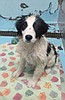 Cuddle cloud ready for adoption