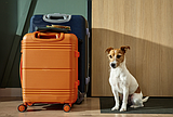 PET TALK Planning ahead: Reducing stress when boarding your pet