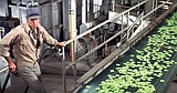‘You’ve gotta tell them!’ Movie Night at the Museum screens ‘Soylent Green’