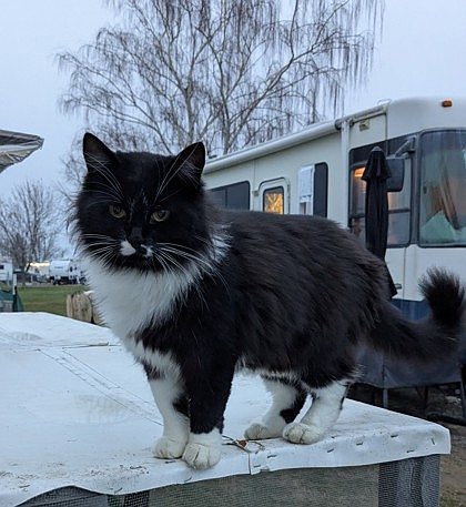 Fluffy queen ready for a new home