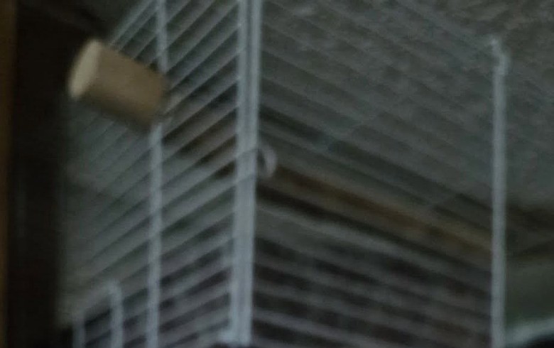 Lead