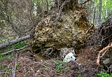 DNRC provides guidance on windstorm damaged forests