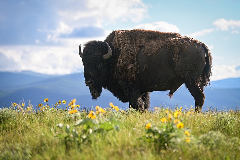 PHOTOS: A trip through the Bison Range