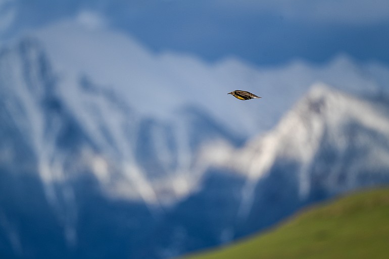 PHOTOS: A trip through the Bison Range