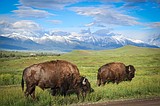 PHOTOS: A trip through the Bison Range