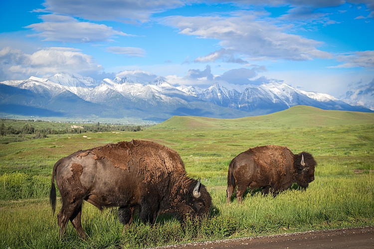 PHOTOS: A trip through the Bison Range