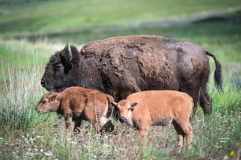 PHOTOS: A trip through the Bison Range