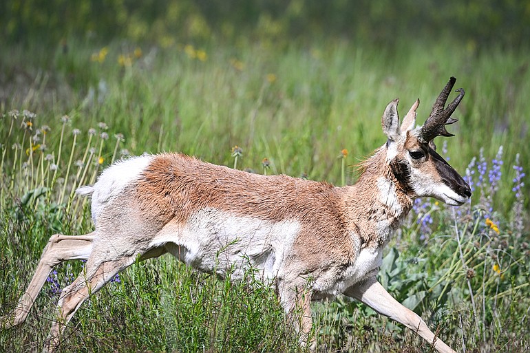 PHOTOS: A trip through the Bison Range