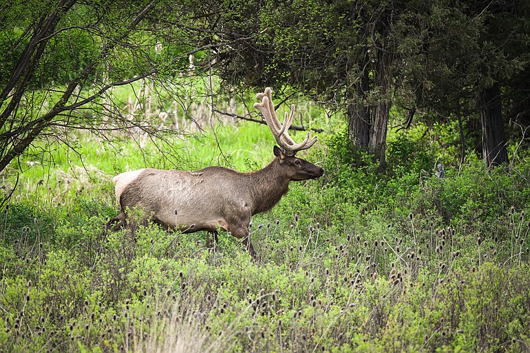 PHOTOS: A trip through the Bison Range