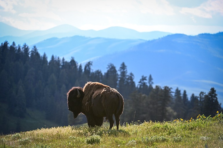 PHOTOS: A trip through the Bison Range