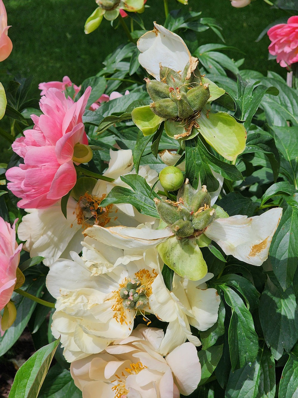 Once blooms begin to fade, remove the spent flowers to prevent seed head formation.