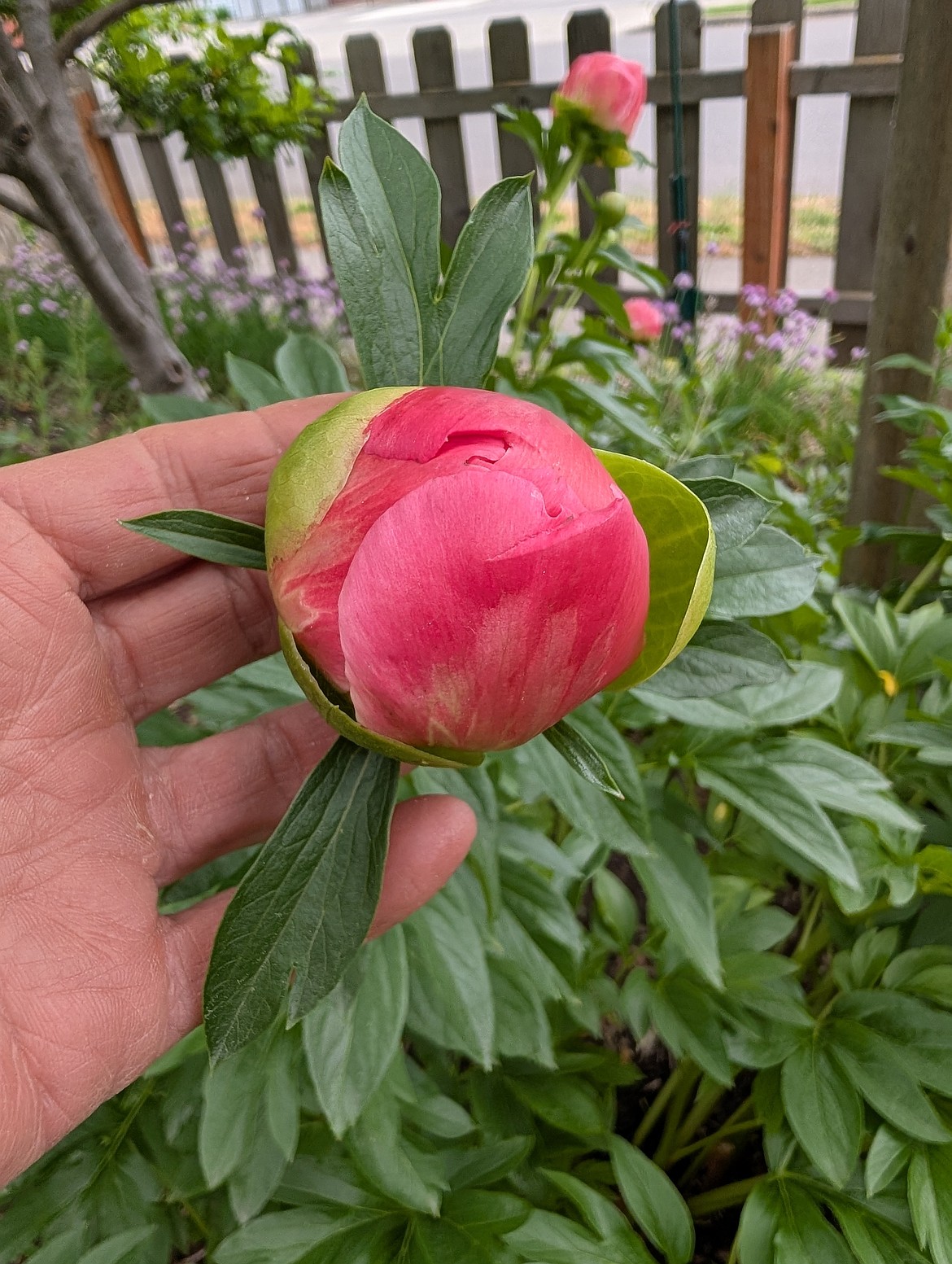 For the longest vase life, cut peony flowers when the buds are still closed, but soft and squishy like a marshmallow.