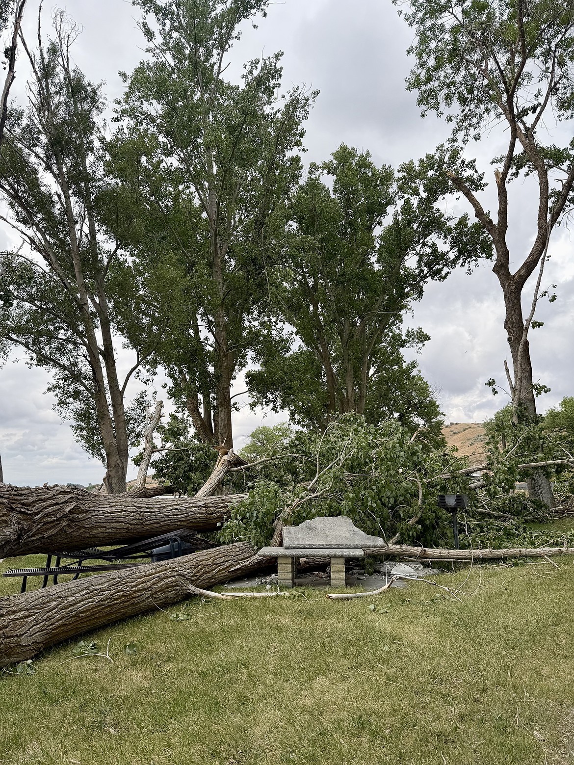 Multiple benches were lost to trees at Connelly Park Thursday during the storm.